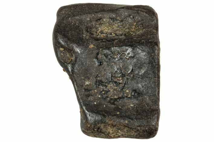 Fossil Triceratops Shed Tooth - Montana #350723